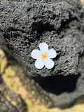 Plumeria Flower Sticker