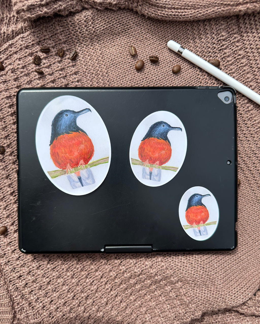 White-Booty Shama Sticker